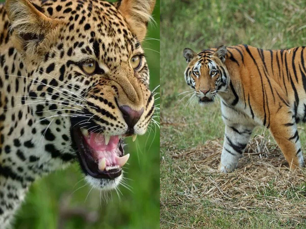 लोणी बुद्रुक परिसरात बिबट्याचा धुमाकूळ…वन विभागाच्या अधिकारी ''सायलेंट''